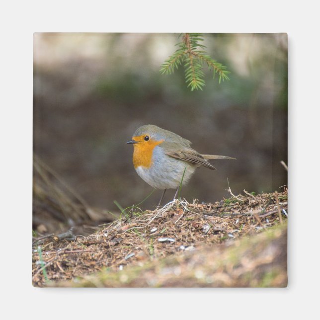 Sweet little robin magnet (Front)