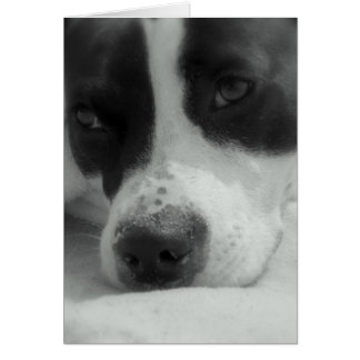Sweet Maggie