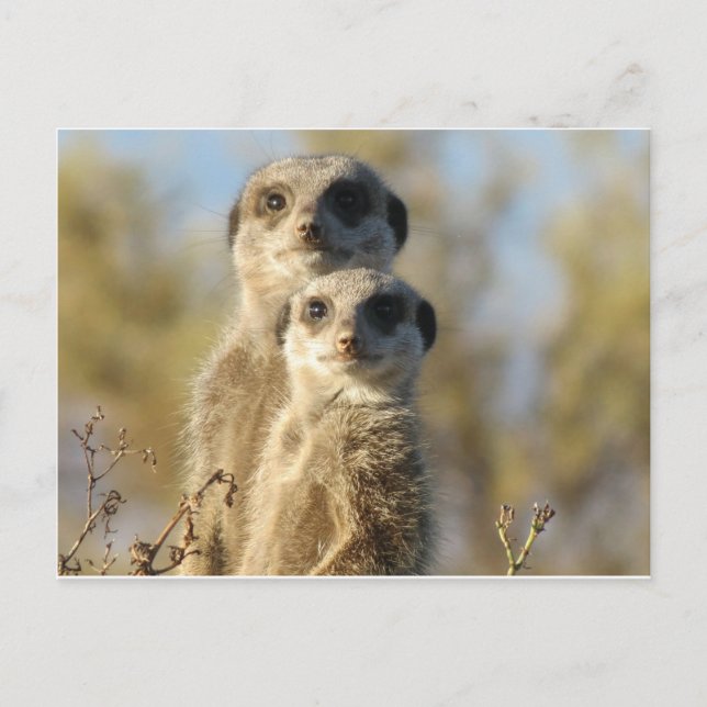 Sweet Meerkat Postcard (Front)