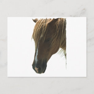 Sweet Mustang Horse Postcard