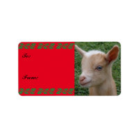 Sweet Nigerian Dwarf Goat Kid Christmas Gift Tag