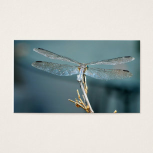 Sweet note (dragonfly)