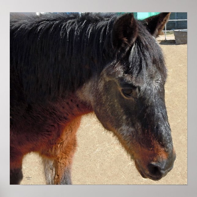 Sweet Old Pony Horse - Horses and Ponies Poster (Front)