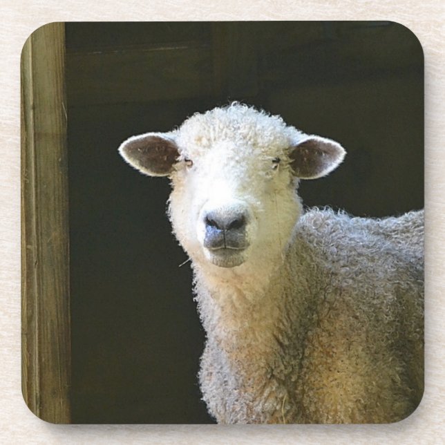 Sweet Ole Sheep Coaster (Front)