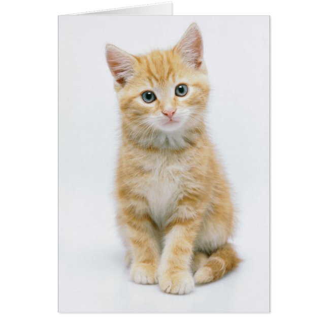 Sweet Orange Tabby (Front)