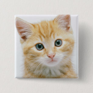 Sweet Orange Tabby 2 Inch Square Button