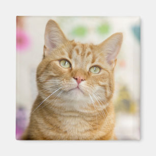 Sweet Orange Tabby Cat Magnet