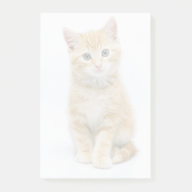 Sweet Orange Tabby Post-it Notes (Front)