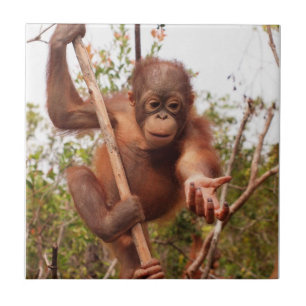 Sweet Orphan Orangutan Charity Tile