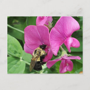 Sweet pea and bee postcard