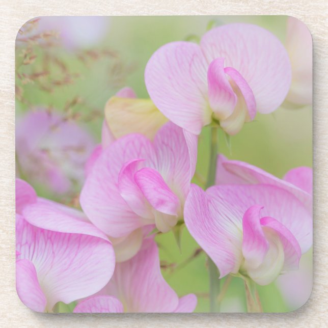 Sweet Pea Blossoms | Seabeck, WA Coaster (Front)