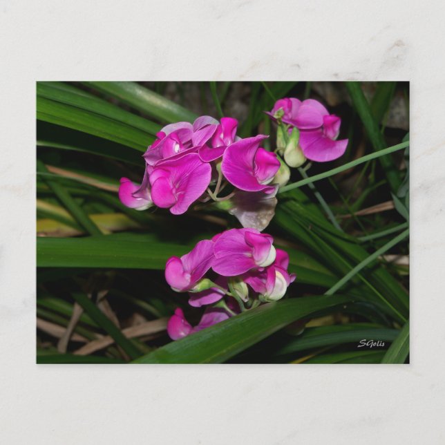 Sweet Pea Flower Postcard (Front)