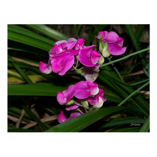 Sweet Pea Flower Postcard
