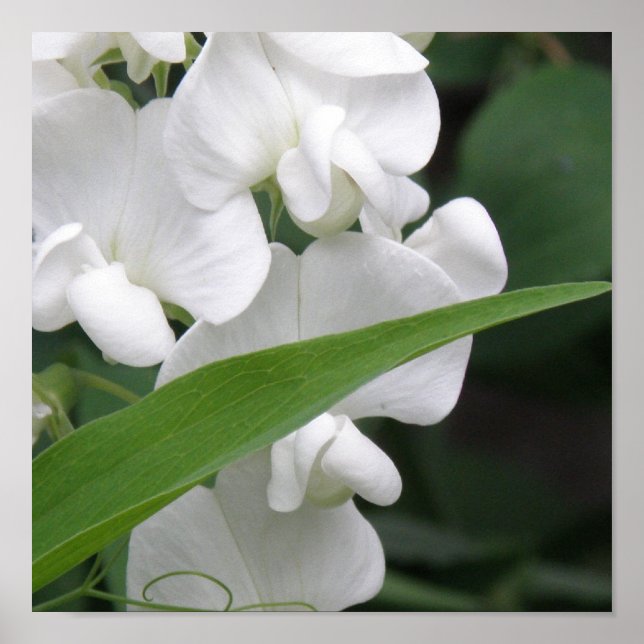 Sweet Pea Flower Print (Front)