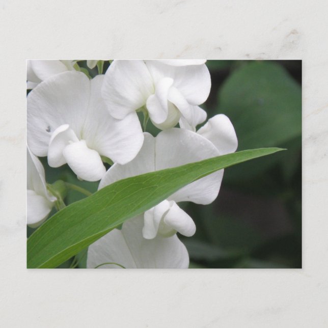 Sweet Pea Flowers Postcard (Front)