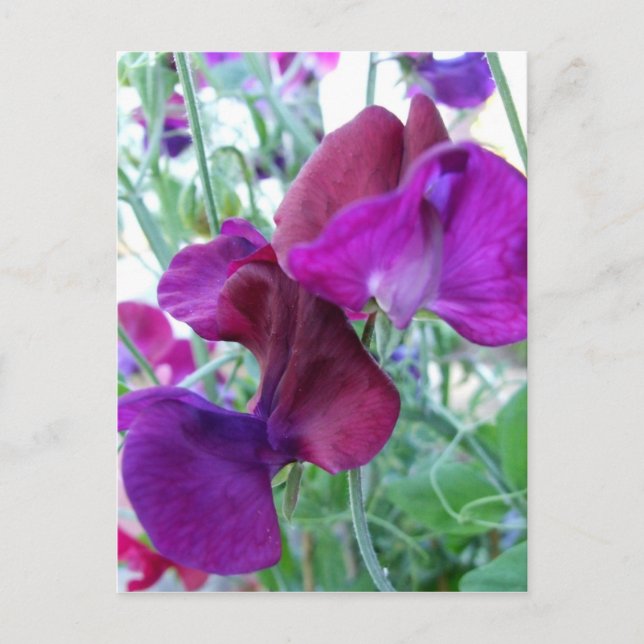 Sweet Pea Postcard (Front)