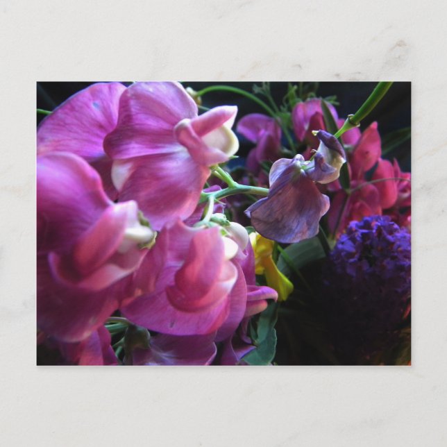 Sweet Pea Postcard (Front)