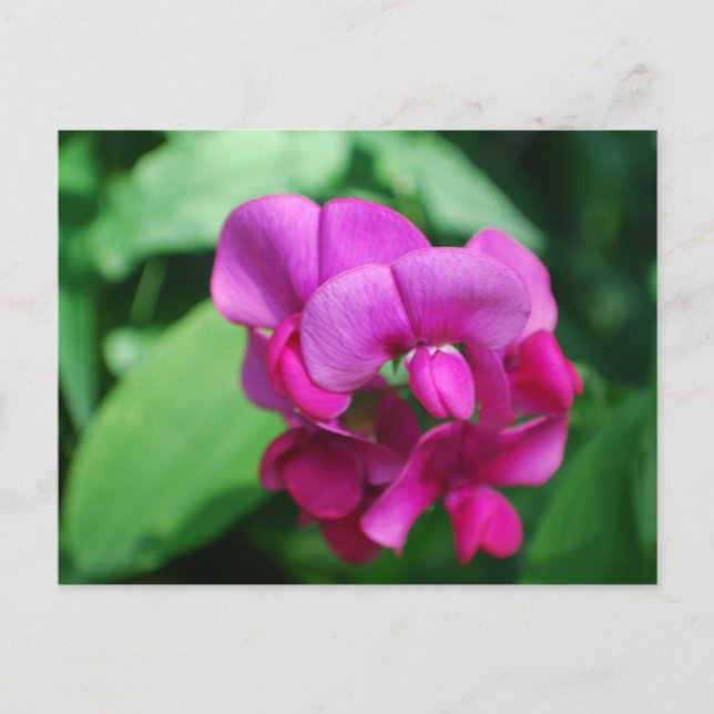 Sweet Pea Postcard (Front)