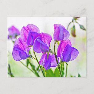 Sweet Pea Postcard