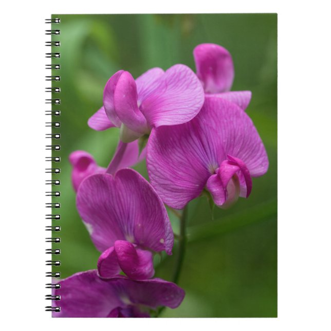 Sweet Pea Pretty Pink Wildflowers Floral Notebook (Front)