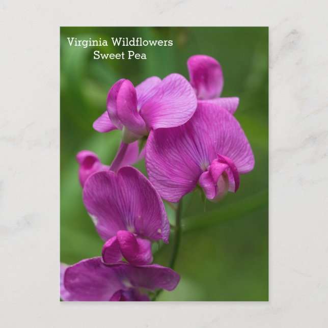 Sweet Pea Virginia Pink Wildflowers Postcard (Front)