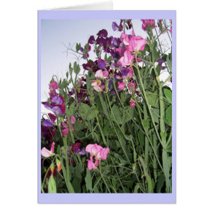 sweet peas card