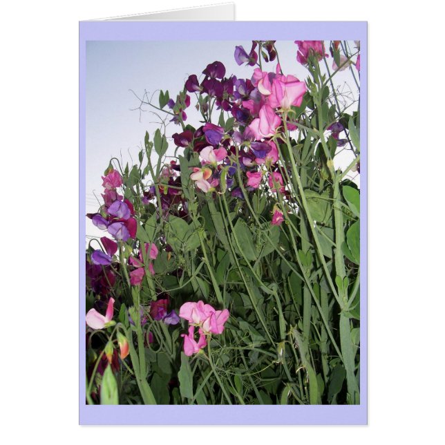 sweet peas card (Front)