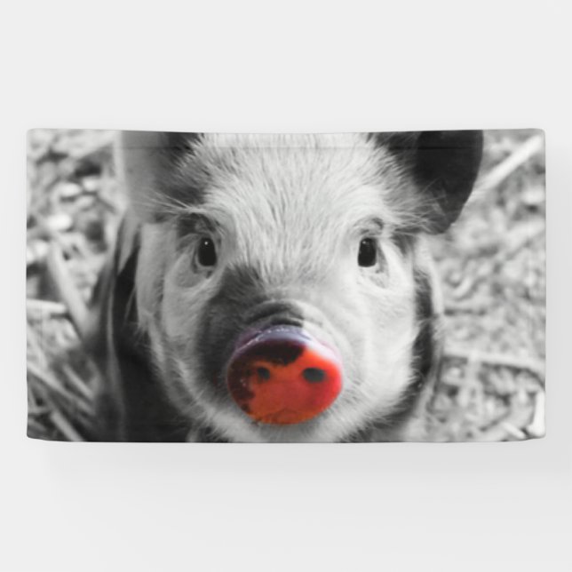 Sweet piglet banner (Horizontal)