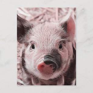 sweet piglet pink postcard