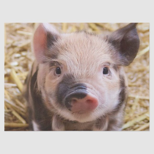 Sweet Piglet Tissue Paper (Front)