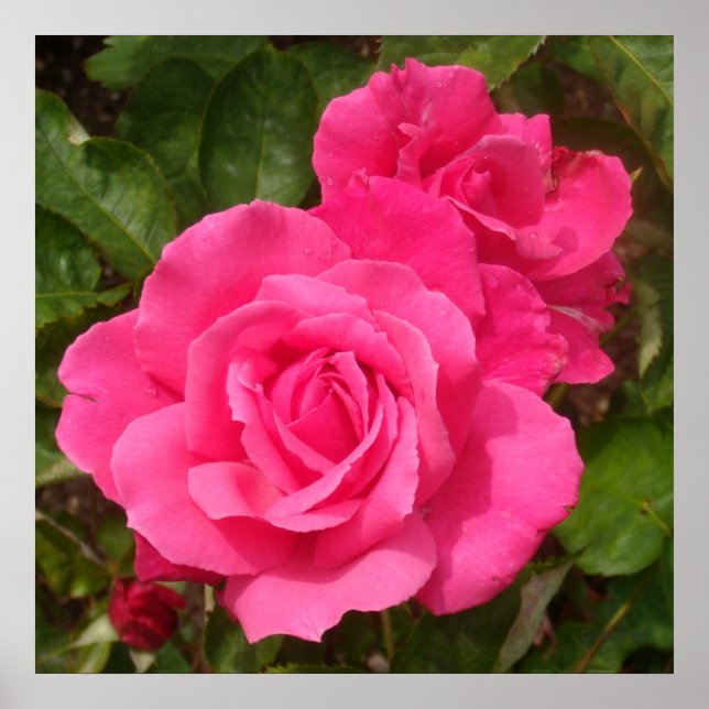 Sweet Pink Roses Poster (Front)
