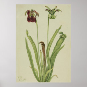 Sweet Pitcherplant (Sarracenia rubra) Poster