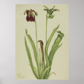 Sweet Pitcherplant (Sarracenia rubra) Poster