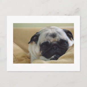 Sweet Pug Postcard