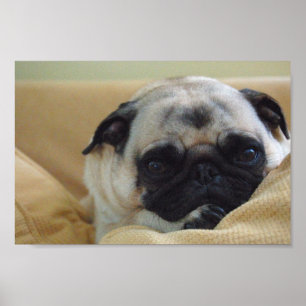 Sweet Pug Poster