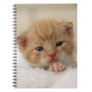Sweet puppy kitty notebook