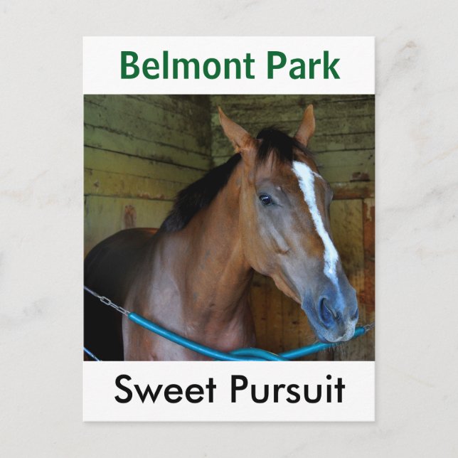 Sweet Pursuit by Posse Postcard (Front)
