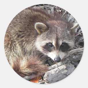 Sweet Raccoon Classic Round Sticker