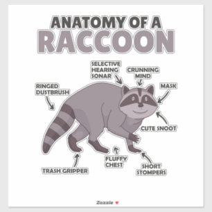 Sweet Raccoon Explanation Anatomy Of A Raccoon