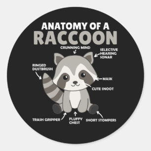 Sweet Raccoon Explanation Anatomy Of A Raccoon Classic Round Sticker