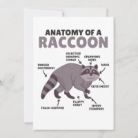 Sweet Raccoon Explanation Anatomy Of A Raccoon