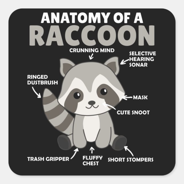 Sweet Raccoon Explanation Anatomy Of A Raccoon Square Sticker (Front)