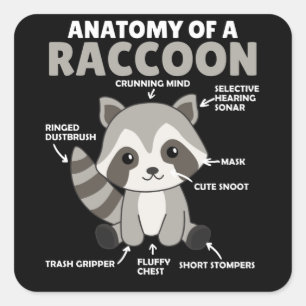 Sweet Raccoon Explanation Anatomy Of A Raccoon Square Sticker