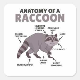 Sweet Raccoon Explanation Anatomy Of A Raccoon Square Sticker