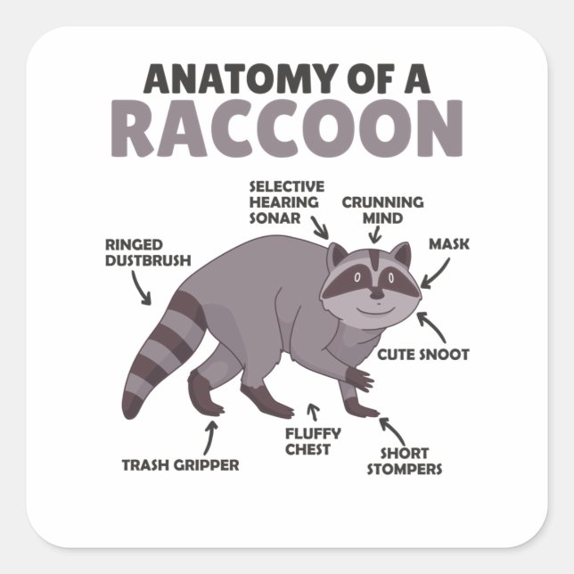 Sweet Raccoon Explanation Anatomy Of A Raccoon Square Sticker (Front)
