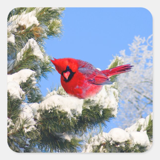 Sweet Red Cardinal In Snow Covered Tree Square Sticker (Front)