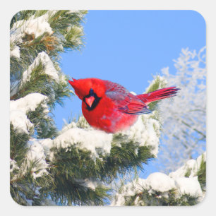 Sweet Red Cardinal In Snow Covered Tree Square Sticker