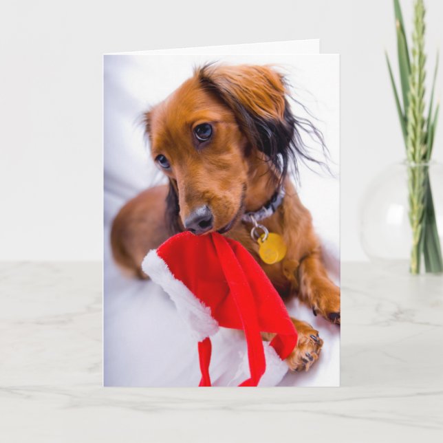 Sweet Red Long Hair Dachshund Holiday Card (Front)