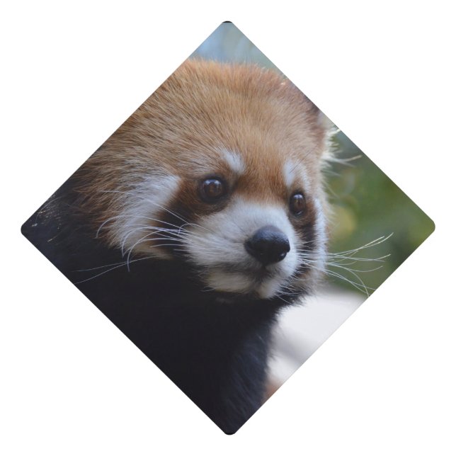 Sweet Red Panda Bear Graduation Cap Topper (Front)
