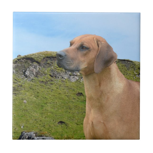Sweet Rhodesian Ridgeback Dog Tile (Front)